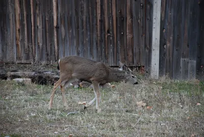 DSC_0059 (Large).JPG